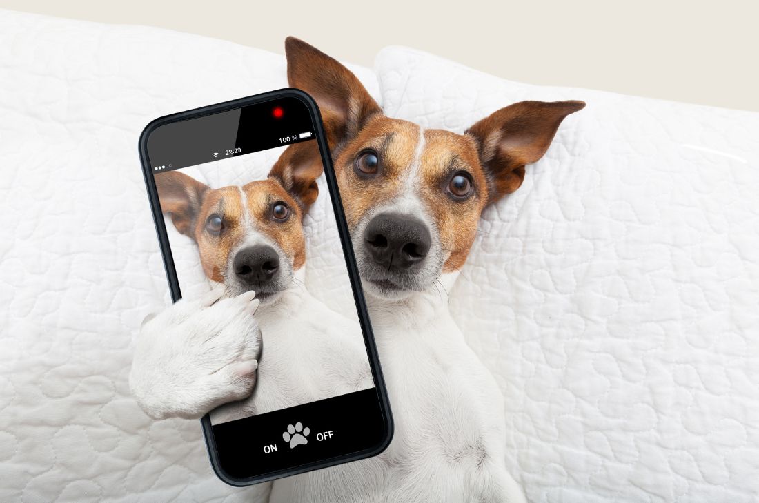 Aplicaciones móviles en peluquería canina