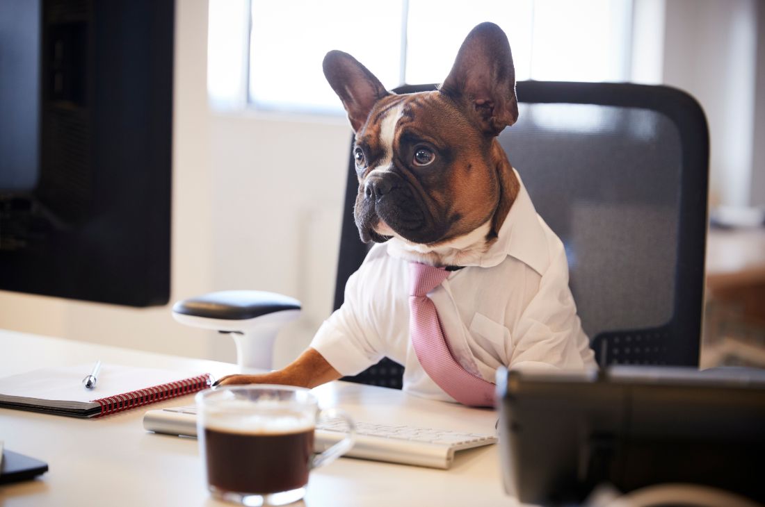 La cultura laboral pet friendly