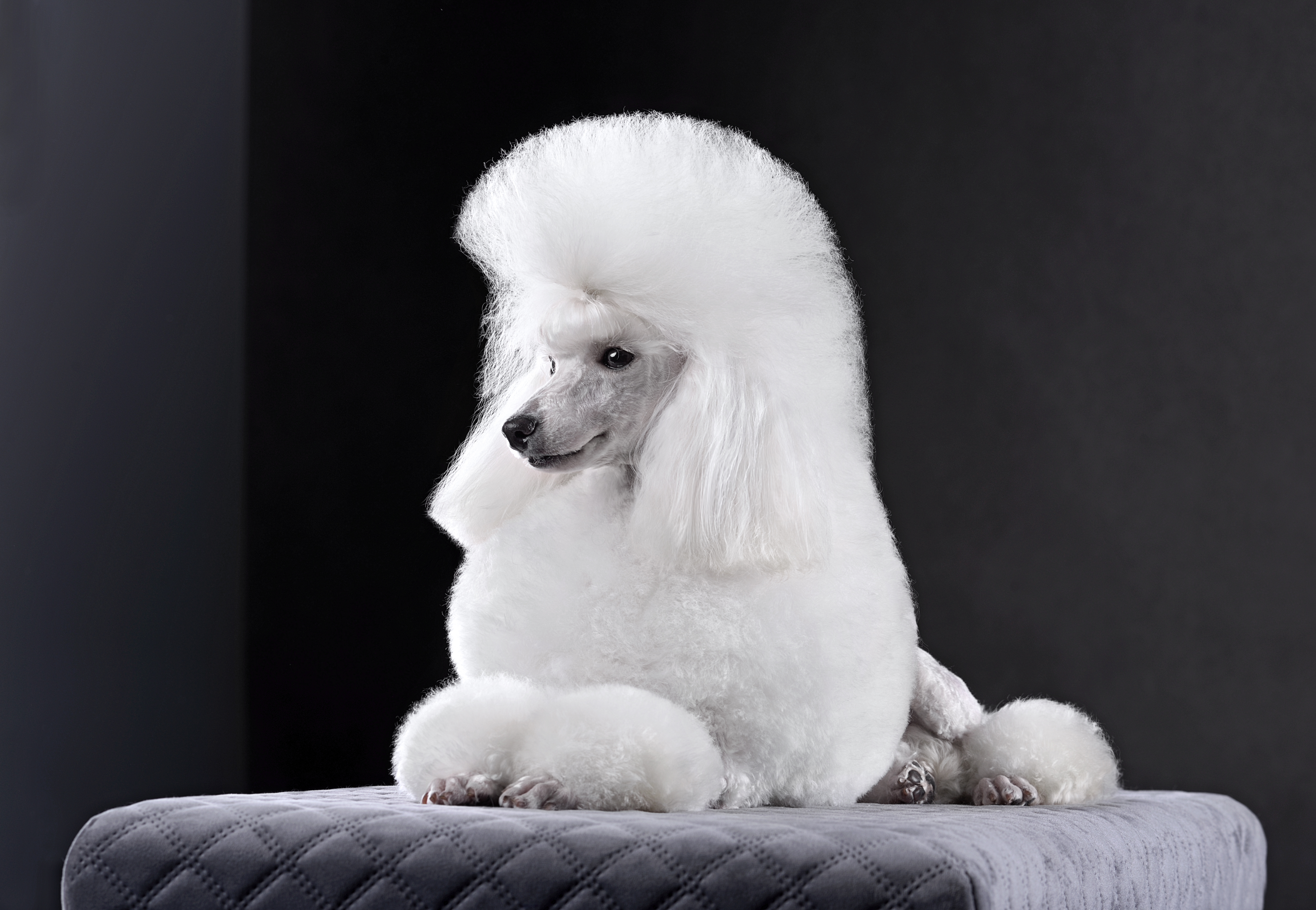 Preparación y manto de caniche