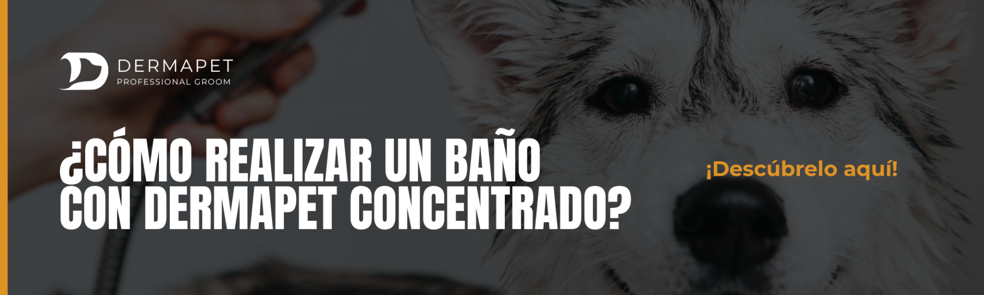 Perros con persona en afiche para seminario